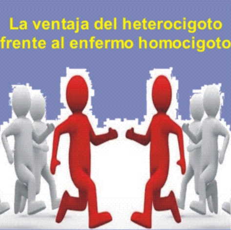 heterocigoto